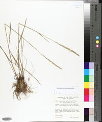 Elymus caninus image
