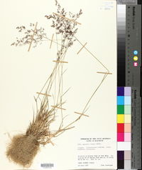 Agrostis capillaris image