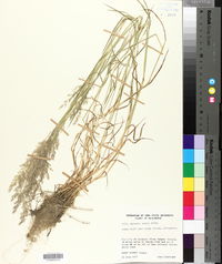 Agrostis capillaris image