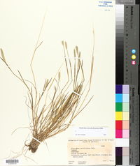 Alopecurus carolinianus image