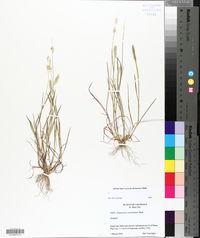 Alopecurus carolinianus image