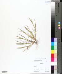 Alopecurus carolinianus image