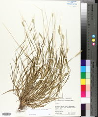 Alopecurus carolinianus image