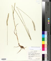 Alopecurus pratensis image