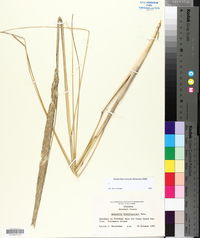 Ammophila breviligulata image