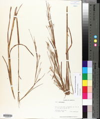 Andropogon ternarius image