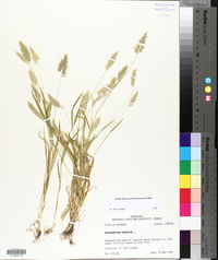 Anthoxanthum odoratum image