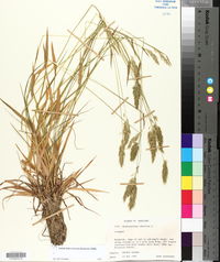 Anthoxanthum odoratum image