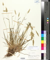 Anthoxanthum odoratum image