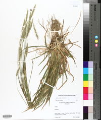 Anthoxanthum odoratum image
