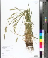 Anthoxanthum odoratum image