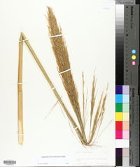 Arundo donax image