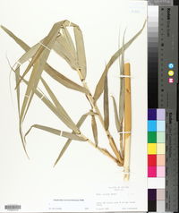 Arundo donax image