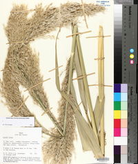 Arundo donax image
