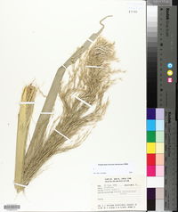 Arundo donax image
