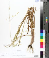 Avena barbata image
