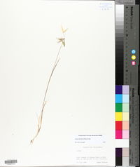 Avena barbata image
