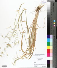 Avena barbata image