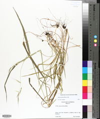 Avena barbata image