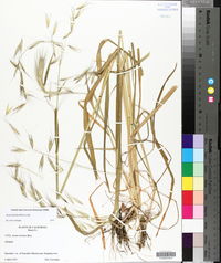 Avena barbata image