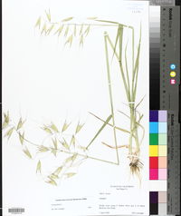 Avena fatua image