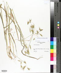 Avena fatua image