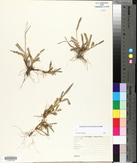 Axonopus compressus image