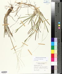 Axonopus fissifolius image