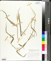 Axonopus chrysoblepharis image