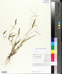 Axonopus compressus image