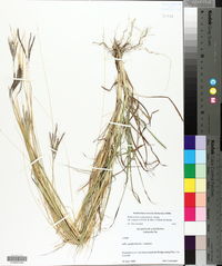 Bothriochloa ischaemum image