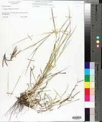 Bothriochloa ischaemum image