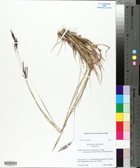 Bothriochloa ischaemum image