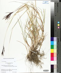 Bothriochloa ischaemum image