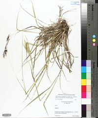Bothriochloa ischaemum image
