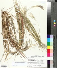 Bothriochloa ischaemum image