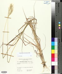 Bothriochloa hybrida image