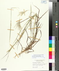 Bothriochloa ischaemum image