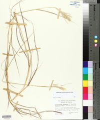 Bothriochloa ischaemum image