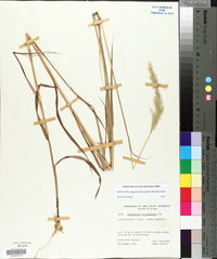 Bothriochloa longipaniculata image