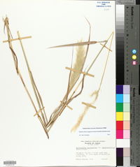 Bothriochloa longipaniculata image