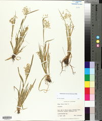 Briza minor image