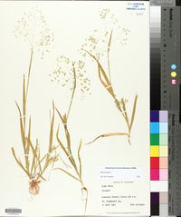 Briza minor image