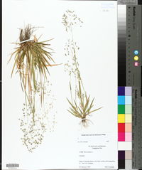 Briza minor image