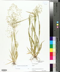 Briza minor image