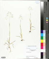 Briza minor image