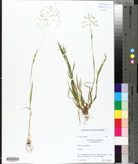 Briza minor image