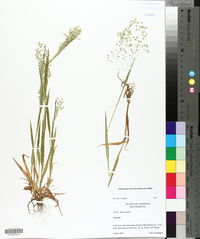 Briza minor image