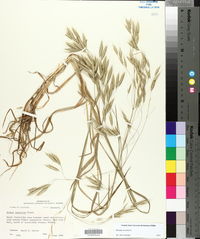 Bromus arvensis image
