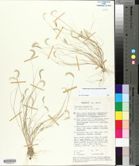 Bouteloua barbata image